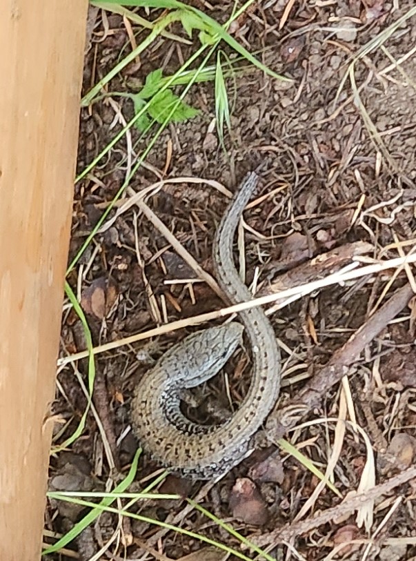 Northern Alligator Lizard