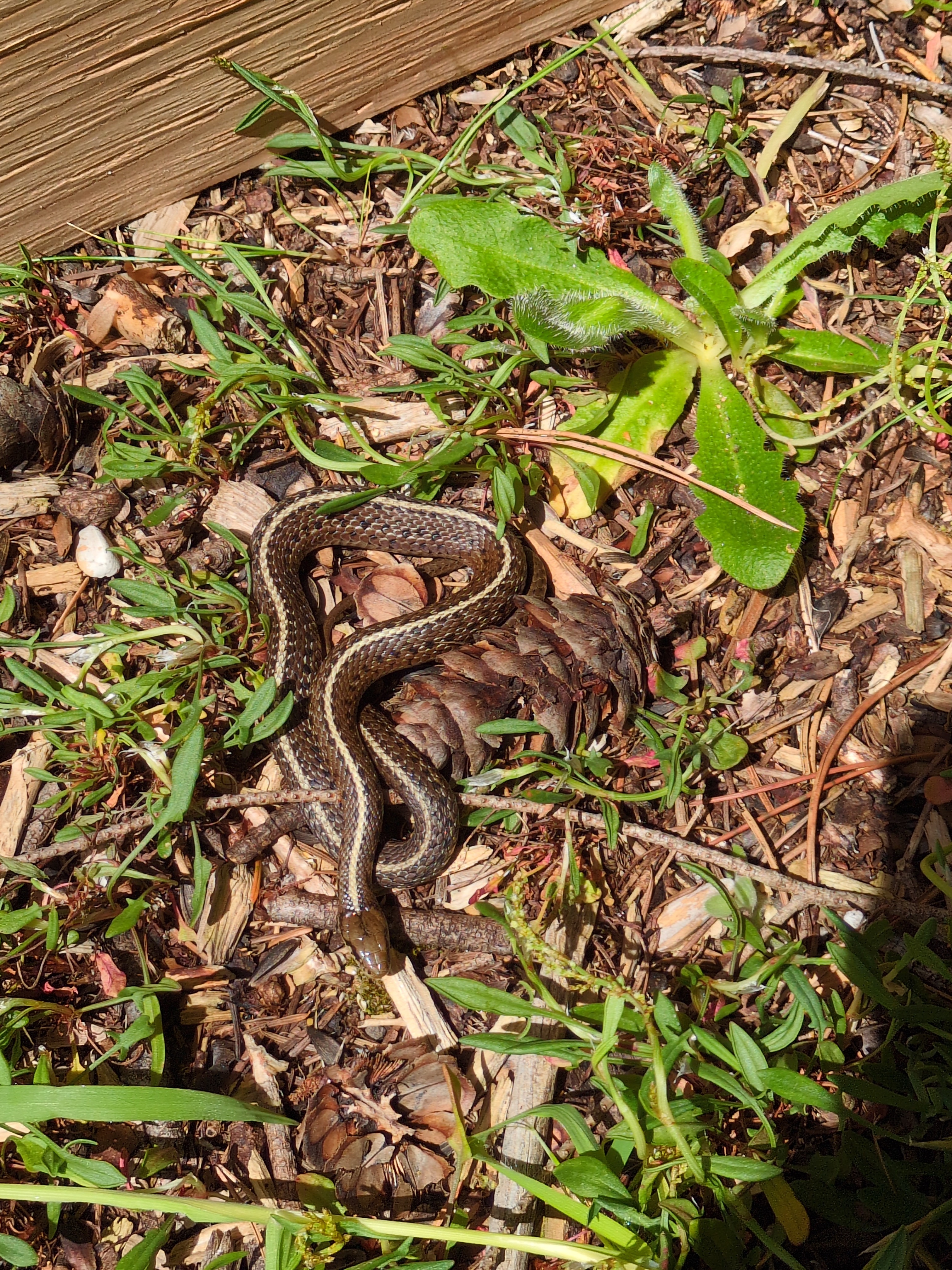 Northwestern Gartersnake