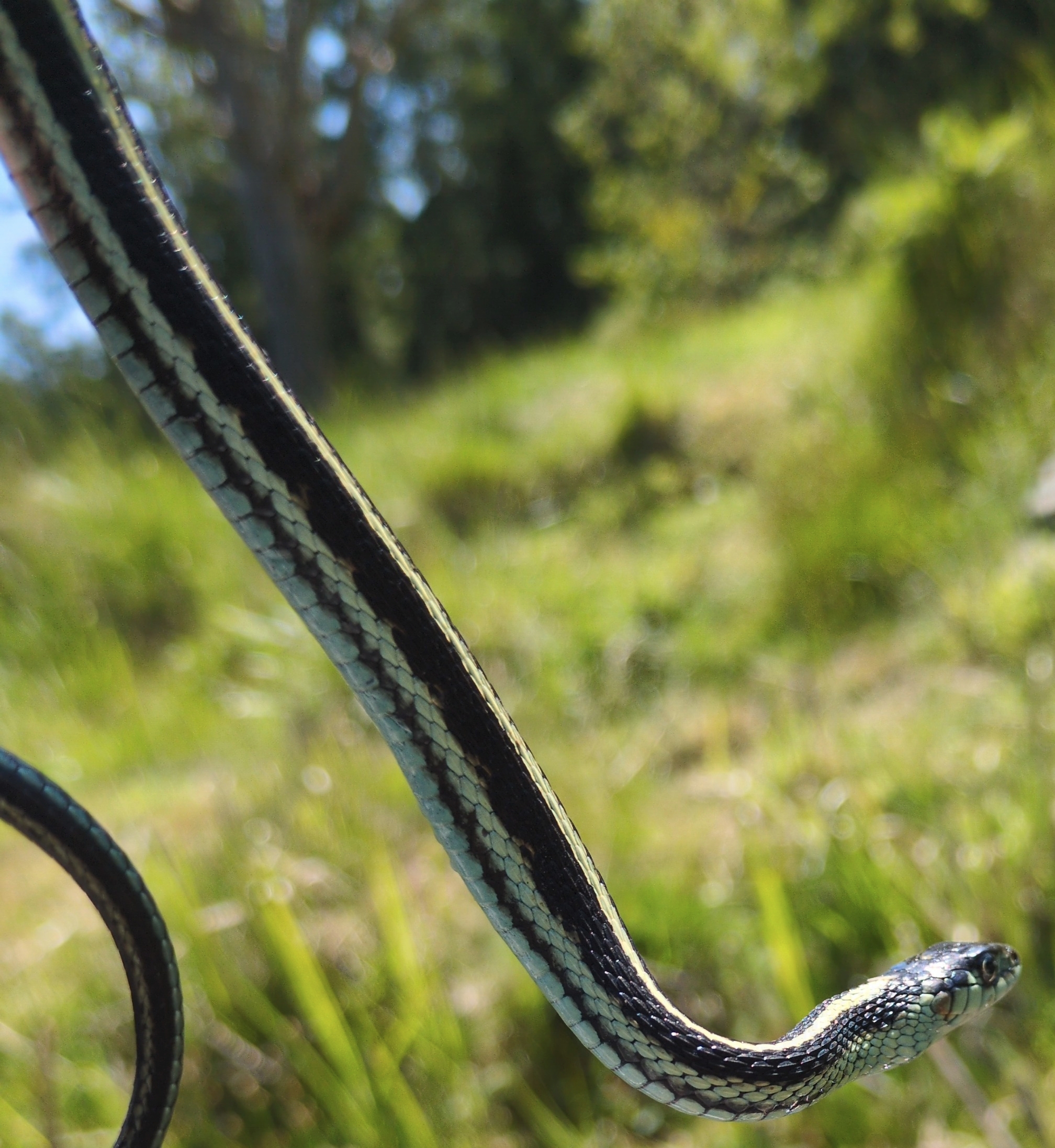 Puget Sound Gartersnake