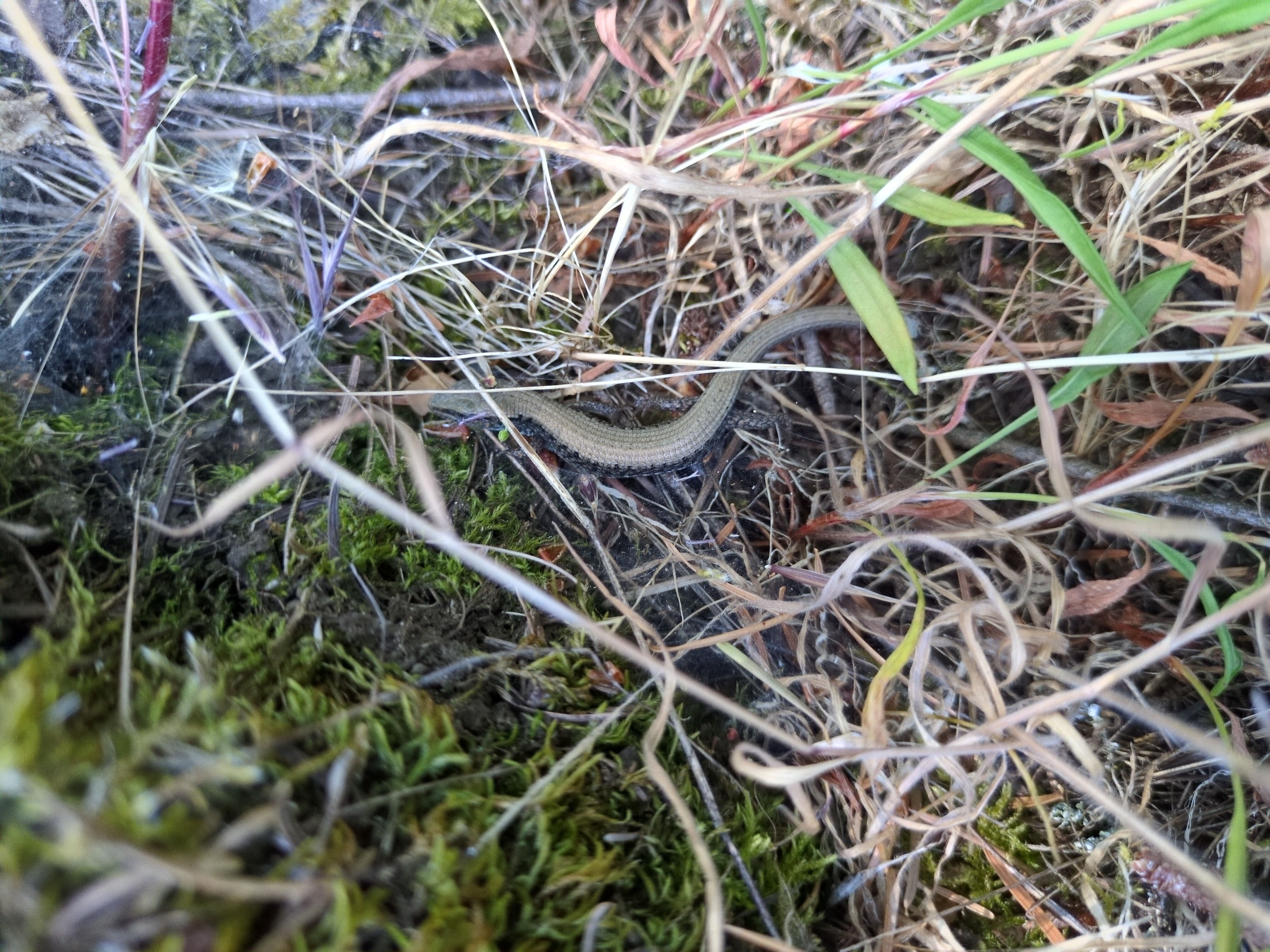 Northern Alligator Lizard